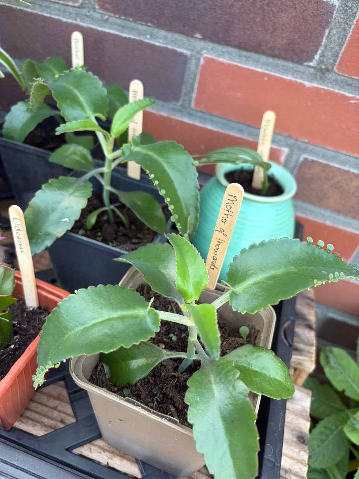 Mother of Thousands (Kalanchoe daigremontiana) - 2 in bieb, Huis en Inrichting, Kamerplanten, Ophalen, Vetplant, Halfschaduw, Minder dan 100 cm