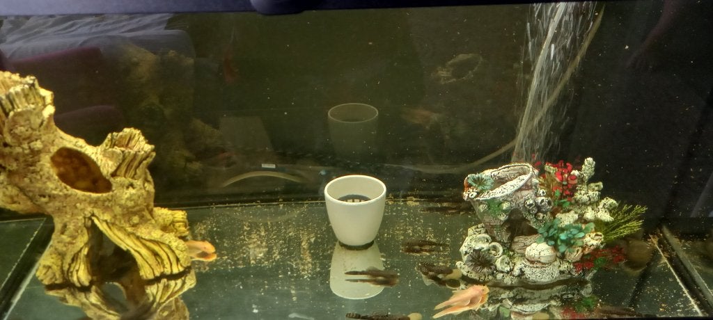 Aquarium juwel en algeneters, Dieren en Toebehoren, Vissen | Aquaria en Toebehoren, Ophalen, Zo goed als nieuw, Gevuld zoetwateraquarium