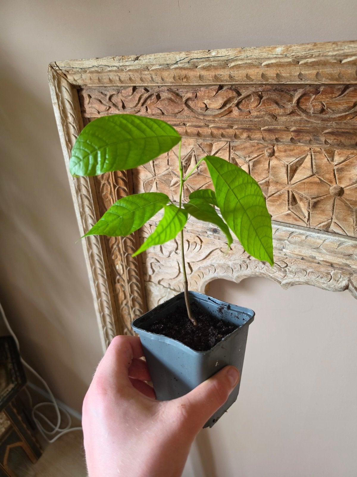 Cacao boom Theobroma cacao, Ophalen, Zo goed als nieuw