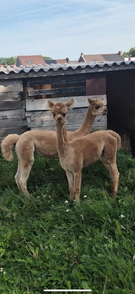 Alpaca, Dieren en Toebehoren, Overige Dieren, Juli, Mannelijk