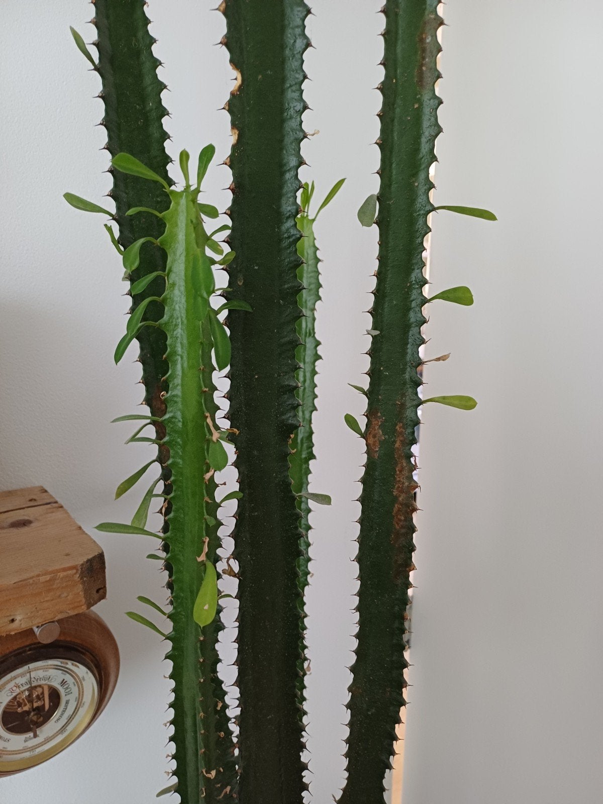 Grote Euphorbia Trigona cactus in pot (African Milk Tree), Huis en Inrichting, Kamerplanten, Ophalen, 200 cm of meer, In pot, Cactus