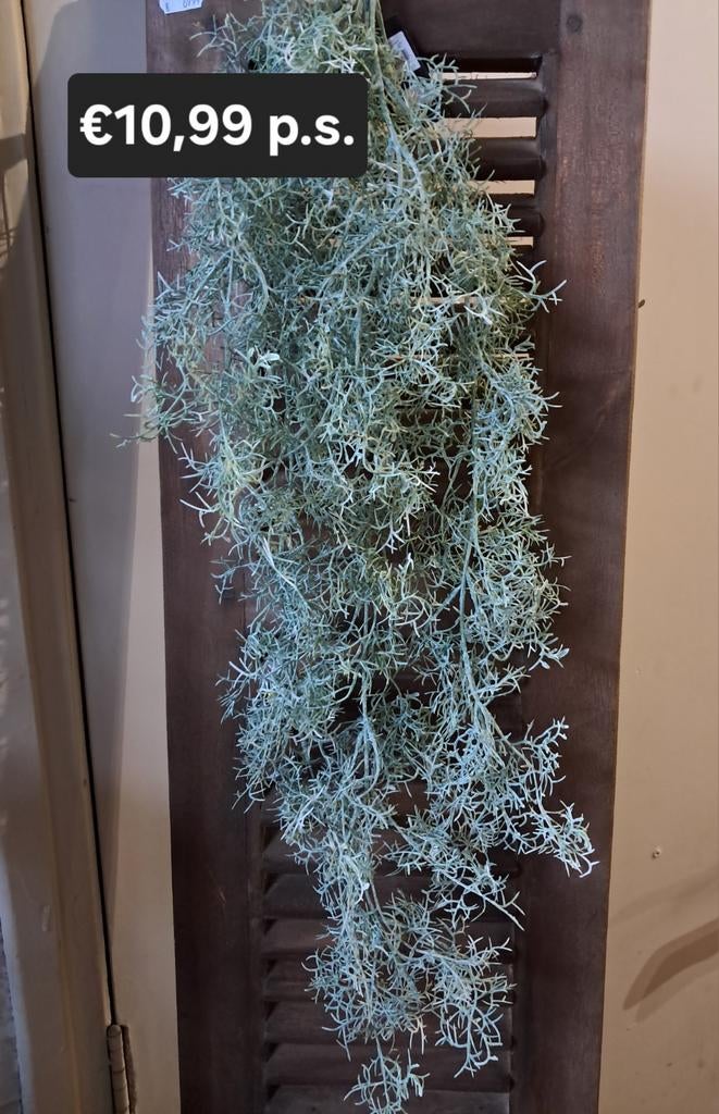 Tillandsia hanger €10,99 p.s., Ophalen of Verzenden, Nieuw, Groen