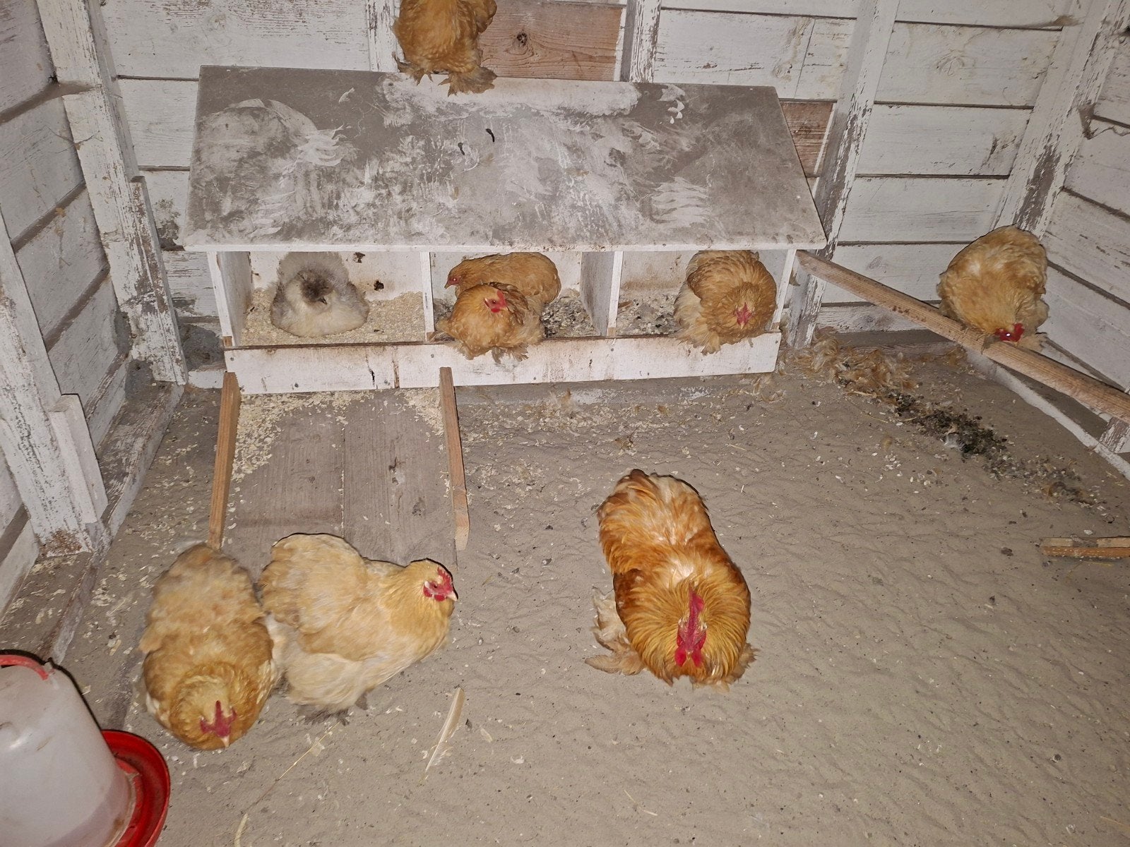 cochin kippen en haan, Dieren en Toebehoren, Meerdere dieren, Kip