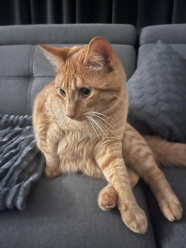Kat ter overname, Poes, 0 tot 2 jaar