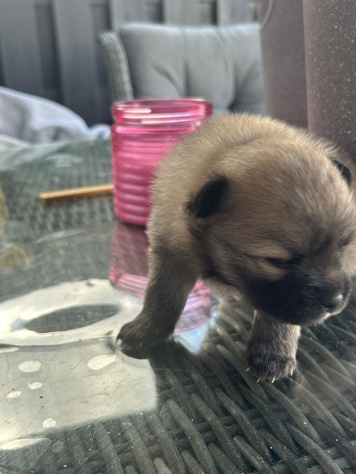 Dwergkees / pomeriaan pips, Dieren en Toebehoren, Keeshond, 8 tot 15 weken, Parvo, Meerdere