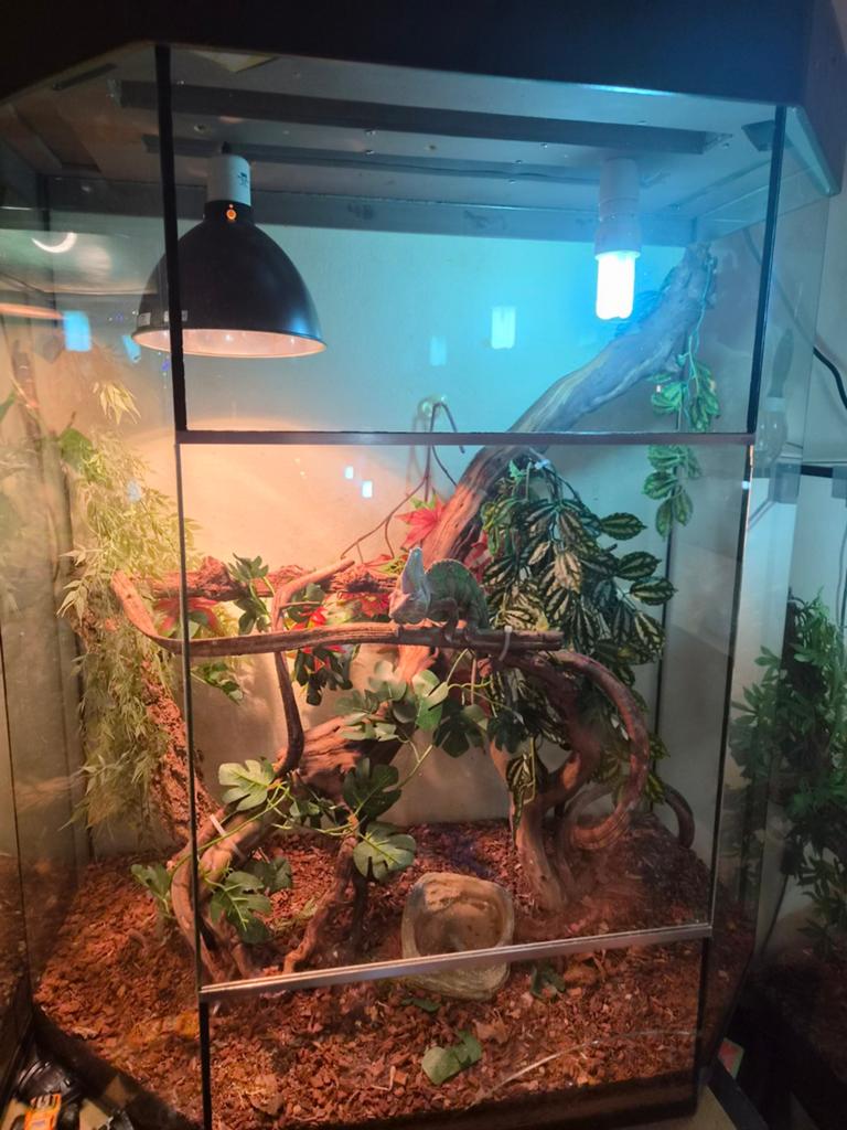 Te koop jemen kameleon man met terrarium, Ophalen, Zo goed als nieuw