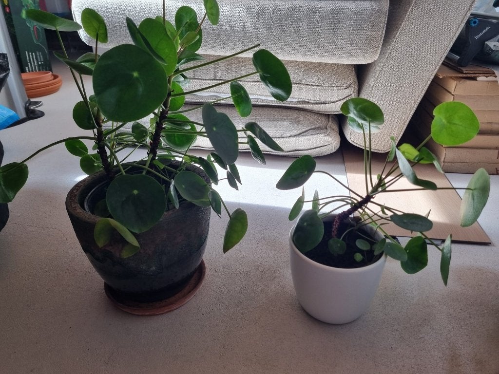 2 (vet)planten met pot, Huis en Inrichting, Kamerplanten, Ophalen, Vetplant, Halfschaduw, In pot