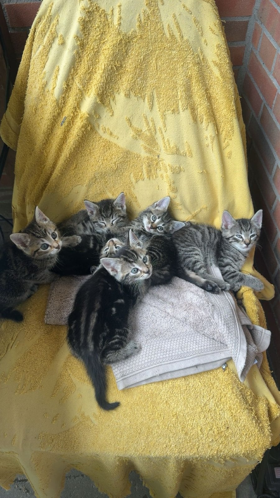 Kittens 9 weken oud, Dieren en Toebehoren, Meerdere dieren, Kortharig, 0 tot 2 jaar