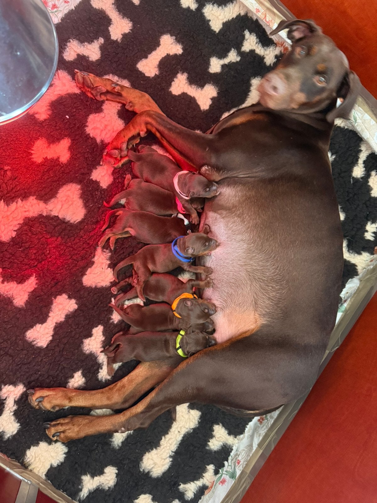 Dobermann pups, Dieren en Toebehoren, Parvo, Overige rassen, 8 tot 15 weken, Meerdere