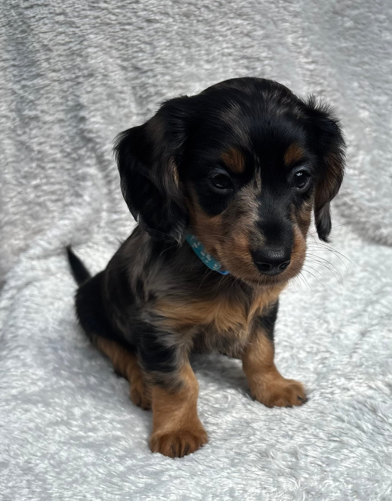 Langharige teckel pups, Dieren en Toebehoren, Honden | Teckels en Dashonden, Parvo, Standaard, 8 tot 15 weken, Langhaar