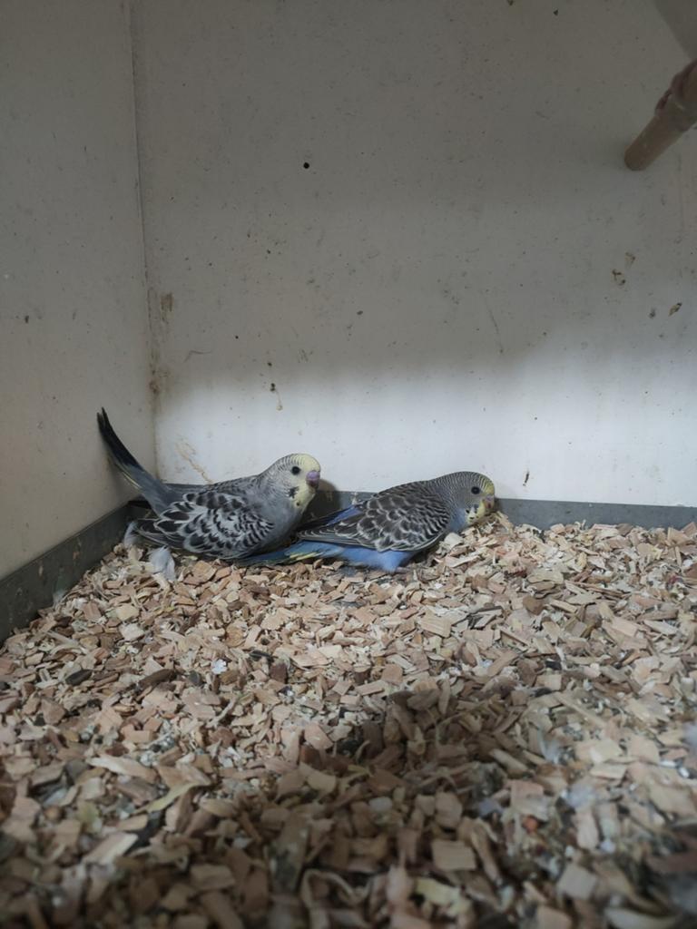 Jonge grasparkieten, Meerdere dieren, Parkiet, Tam