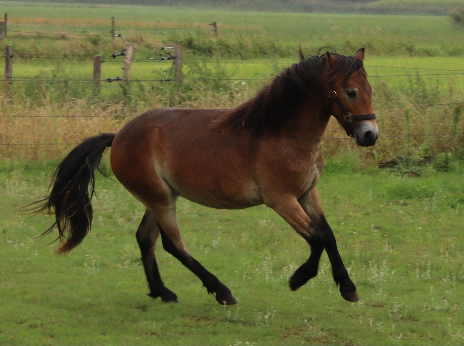 Meerdere jonge pony's uit eigen fokkerij, Met stamboom, 0 tot 2 jaar, B pony (1.17m tot 1.27m), Onbeleerd