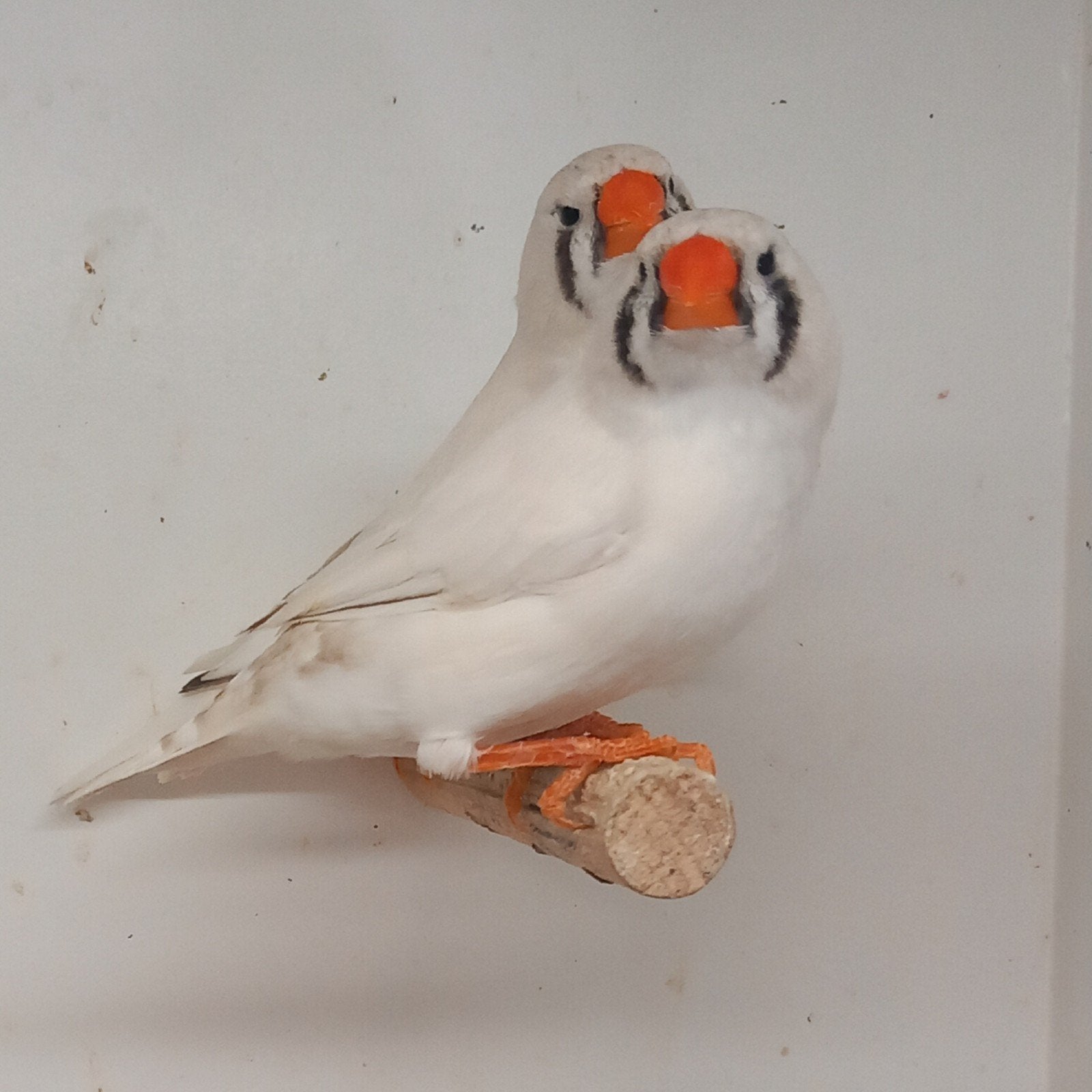 2 koppels zebravinken, wit getekendgrijs x masker,onverwant, Dieren en Toebehoren, Meerdere dieren, Tropenvogel