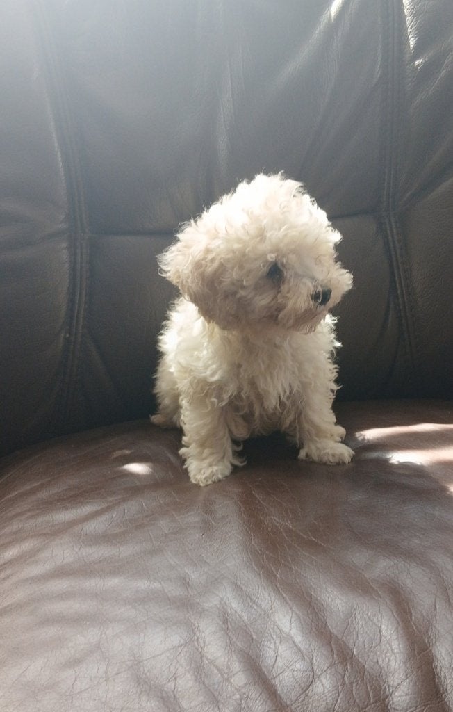Toy poedel pup(s), Poedel, 8 tot 15 weken, Teef, Eén hond