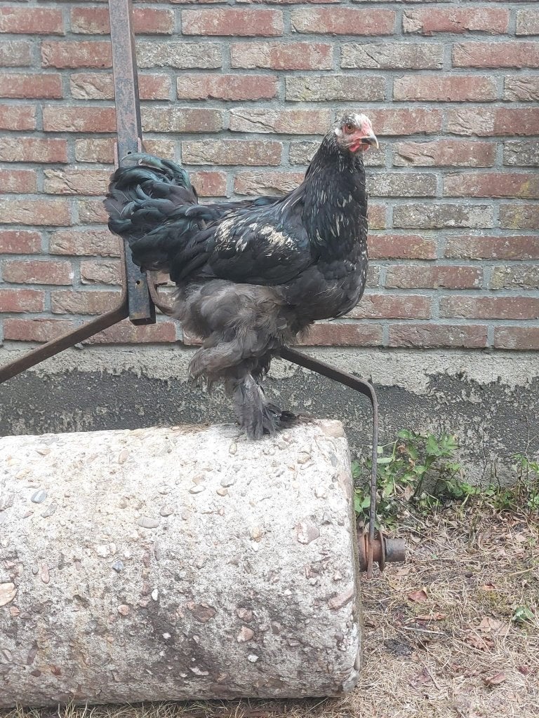 Brahma hanen - Grote kippen - volgroeit - groot, Dieren en Toebehoren, Mannelijk, Kip