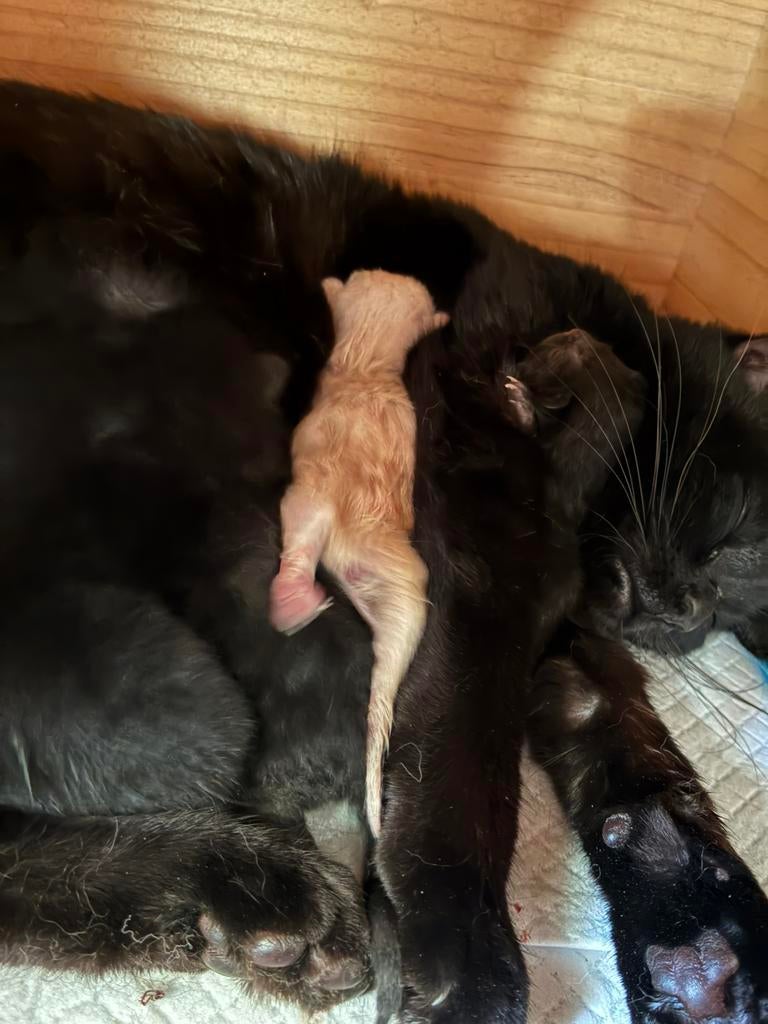 Te koop ragdoll/britsekorthaar kittens, Dieren en Toebehoren, Katten en Kittens | Overige Katten, Meerdere dieren, 0 tot 2 jaar