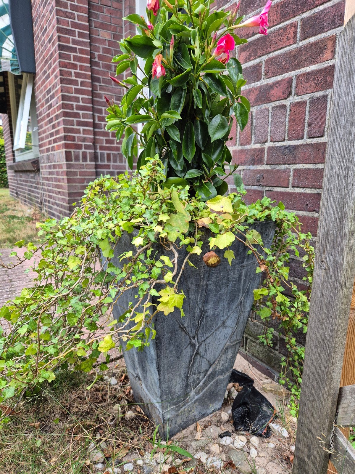 Grote plantenbak met klimop en zomerbloeier, Gebruikt, Balkon, Overige vormen, Beton