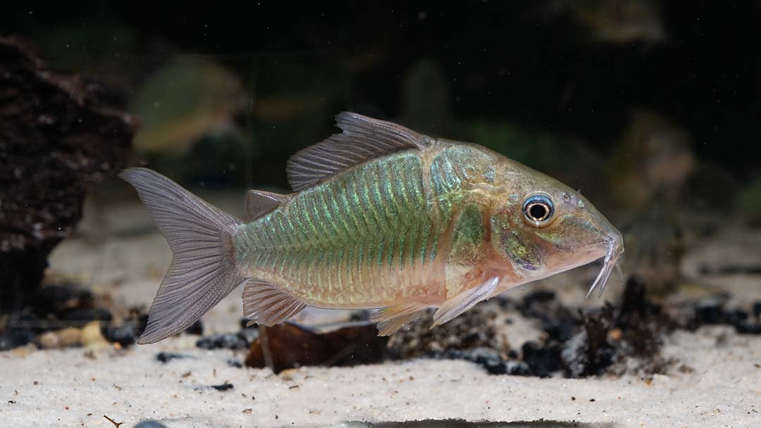 Corydora Brochis splendens, Vis, Zoetwatervis, Schoolvis