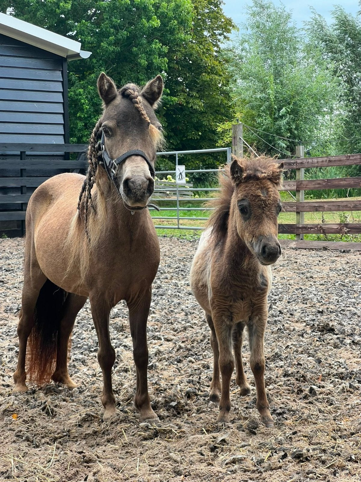 **UNIEK MOOI EN LIEF SHETLANDER SPAN**, Meerdere dieren, A pony (tot 1.17m), Gechipt, 11 jaar of ouder