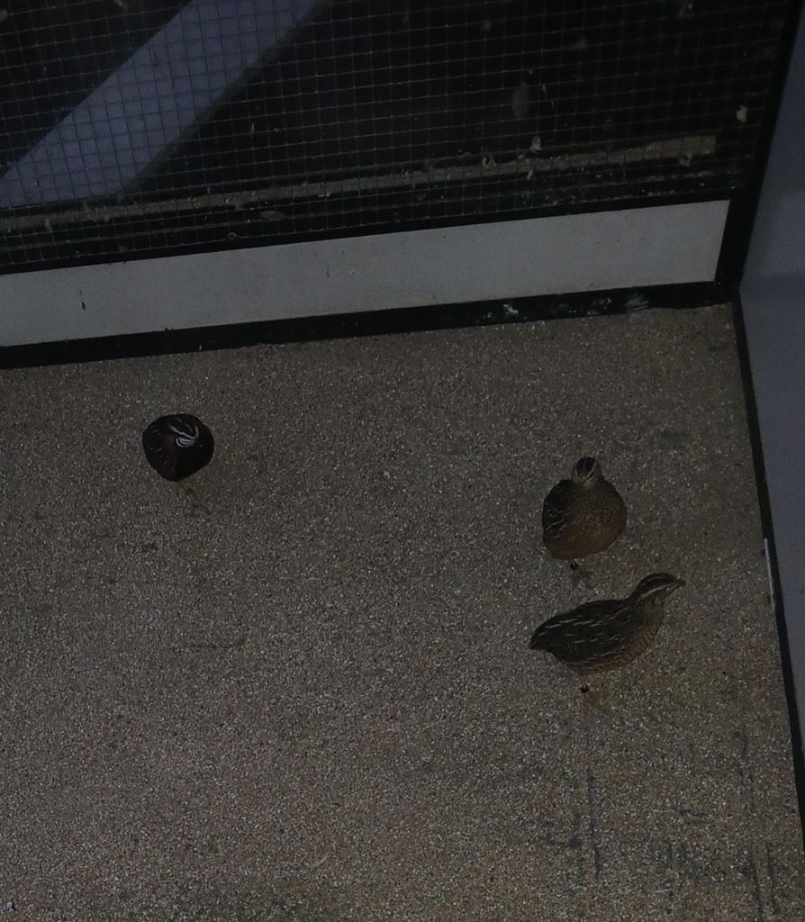 1 koppel harlekijn kwartels, Meerdere dieren