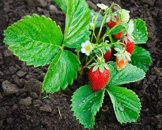 Hollandse aardbeienplantjes volwassen planten ( biologisch0, Tuin en Terras, Overige soorten, Volle zon, Vaste plant, Ophalen of Verzenden