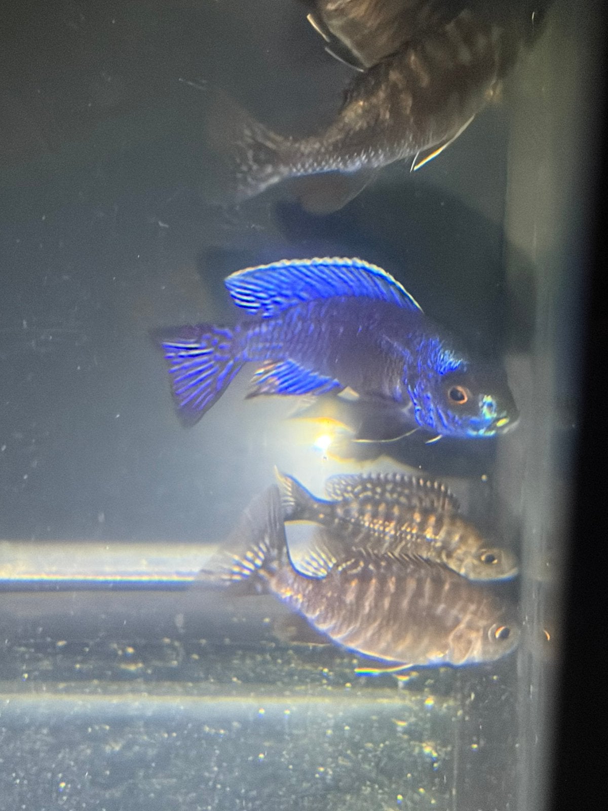 Te koop jong volwassen aulonocara chilumba’s, Vis