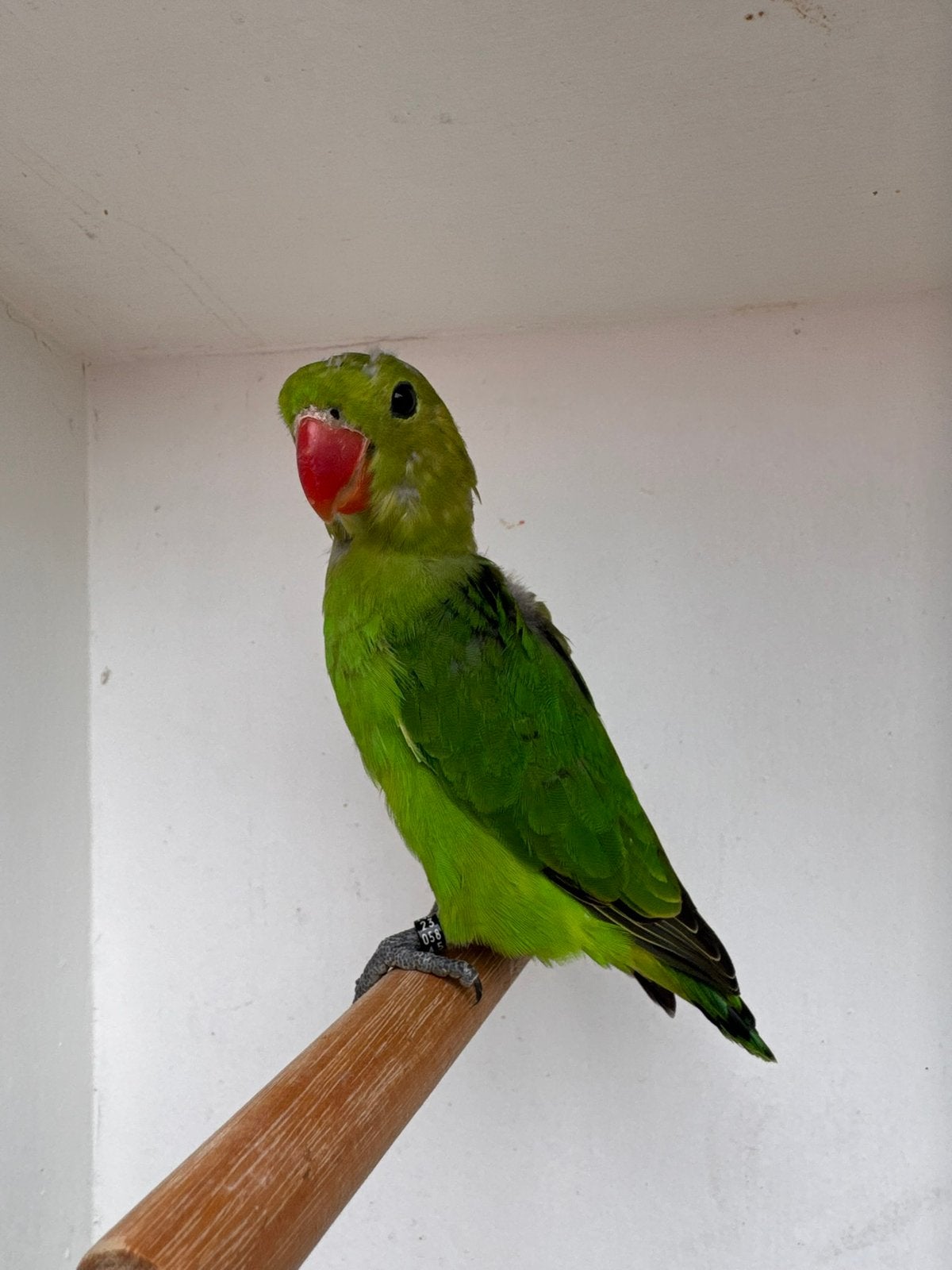 Agapornis Taranta jonge pop, Dieren en Toebehoren, Meerdere dieren, Dwergpapegaai of Agapornis, Geringd