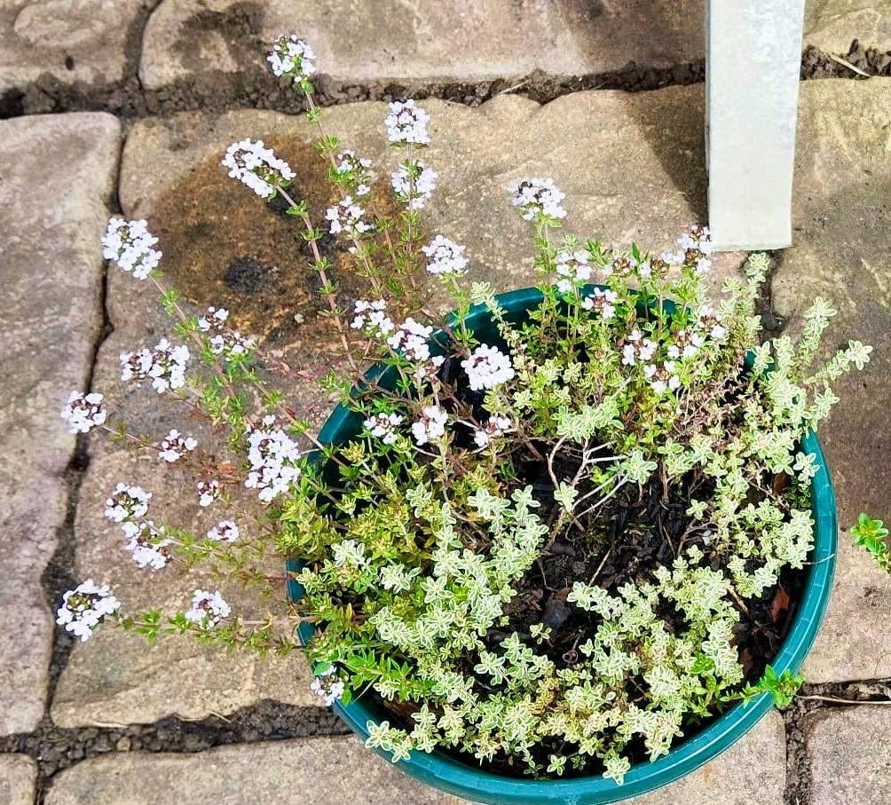 tijm kruiden vaste plant, Ophalen, Volle zon, Vaste plant, Kruiden