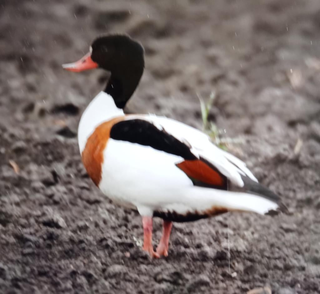Siereenden, Dieren en Toebehoren, Pluimvee, Vrouwelijk, Gans of Zwaan
