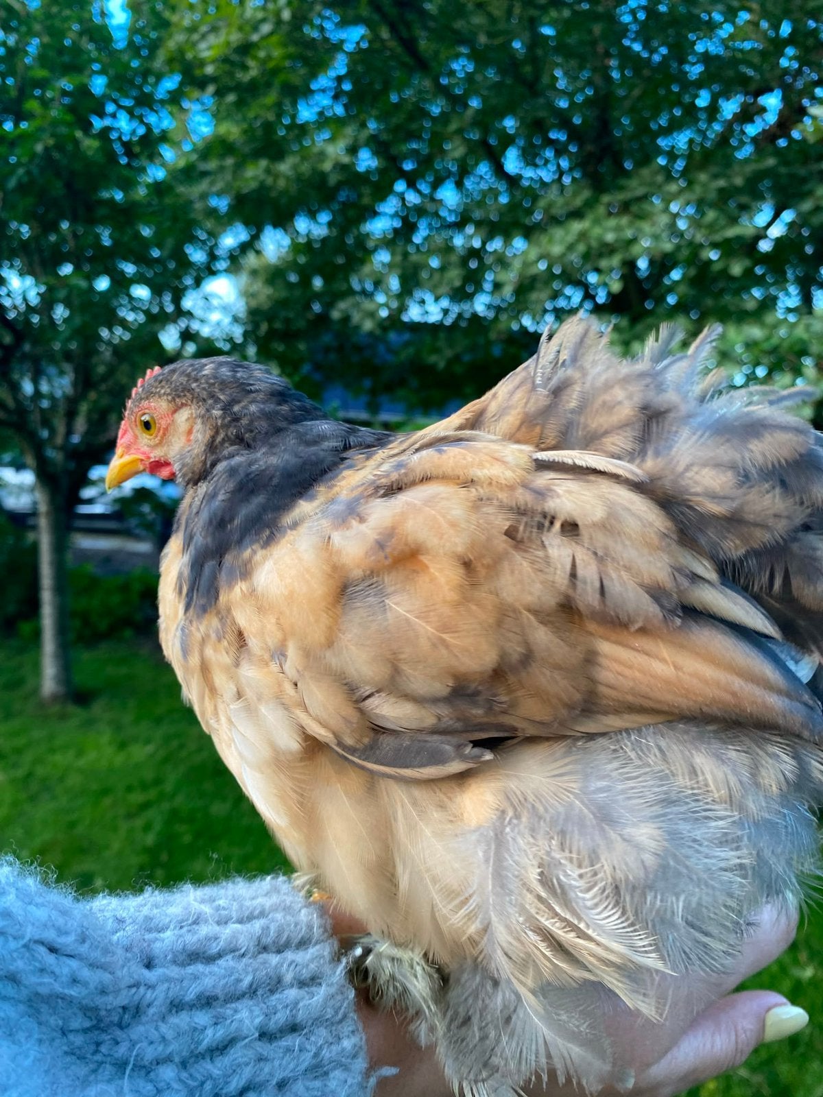 Cochin kriel haantje handtam en onwijs lief, Dieren en Toebehoren, Pluimvee, Mannelijk, Kip
