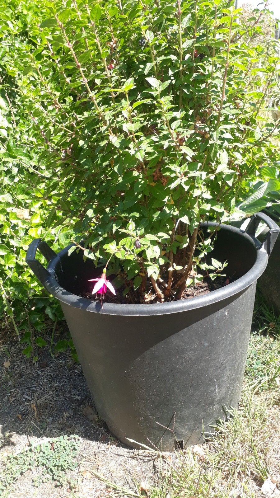 Fuchsia meerstammig in pot, Tuin en Terras, Planten | Struiken en Hagen, Ophalen, Overige soorten, Minder dan 100 cm