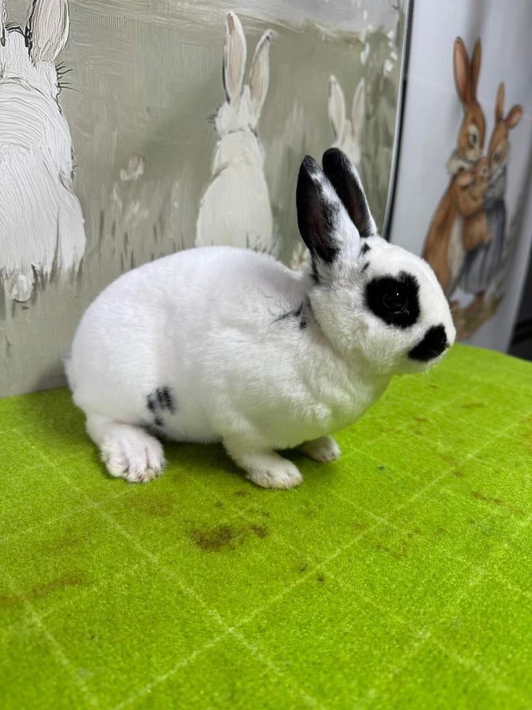 Jong ram dwergrex dalmatiner, Dieren en Toebehoren, Konijnen, Mannelijk, Dwerg, 0 tot 2 jaar
