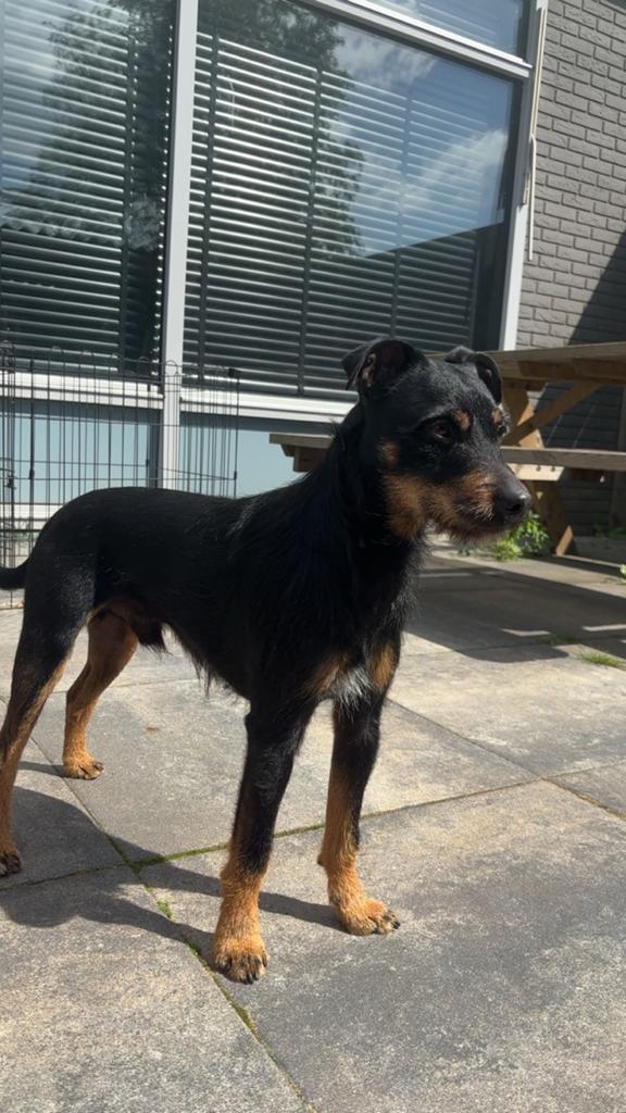 Jackrussel reu, Dieren en Toebehoren, Honden | Jack Russells en Terriërs, Jack Russell Terriër, Reu, Eén hond, 3 tot 5 jaar