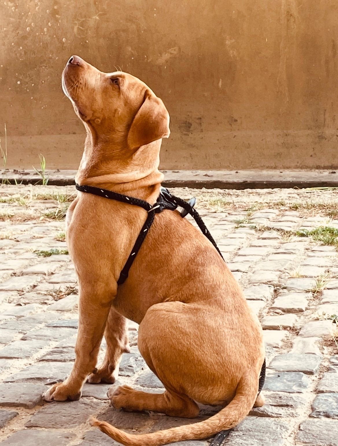 Amarican bully Zen, België, Particulier, 15 weken tot 1 jaar, Reu