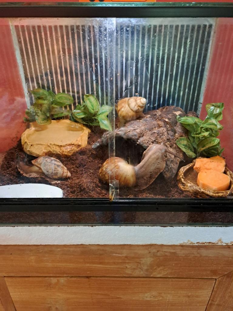 Compleet terrarium, agaatslak, Met terrarium, 3 tot 6 jaar
