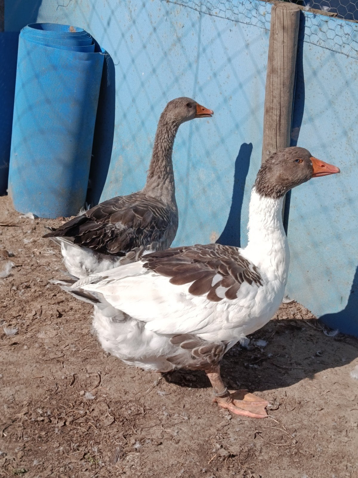 Jonge Pommerse ganzen te koop, Meerdere dieren, Gans of Zwaan