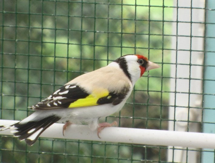Gevraagd koppeltje Putters., Dieren en Toebehoren, Meerdere dieren, Wildzangvogel, Geringd
