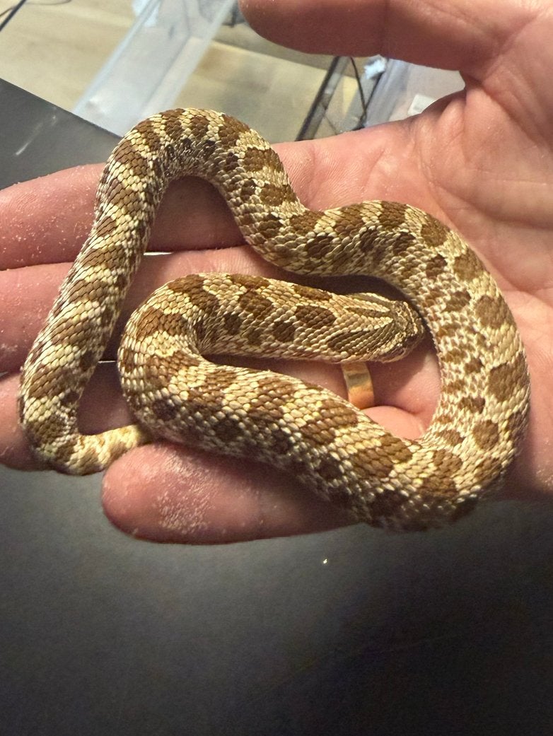 Haakneus slang jong (vrouw) Hognose Snake - female for sale from Lisa