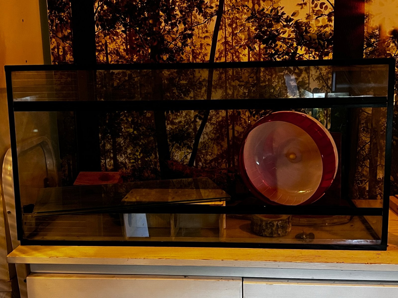 hamsterscaping terrarium, gebruikt. Klein prijsje, Gebruikt, Hamster, Hok, 75 tot 110 cm