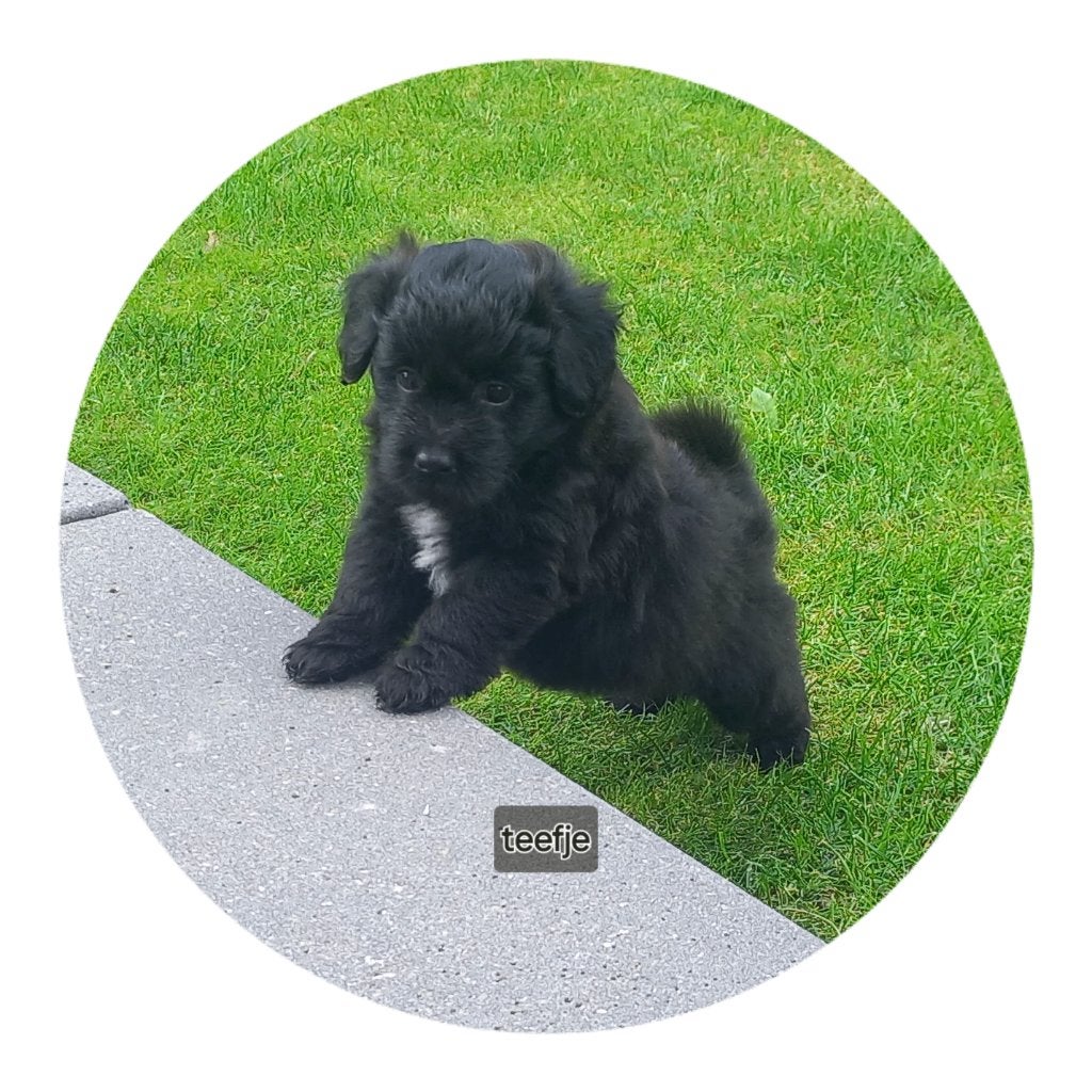 Pomeriaan x mini labradoodle pups, Overige rassen, 8 tot 15 weken, Meerdere, Meerdere dieren