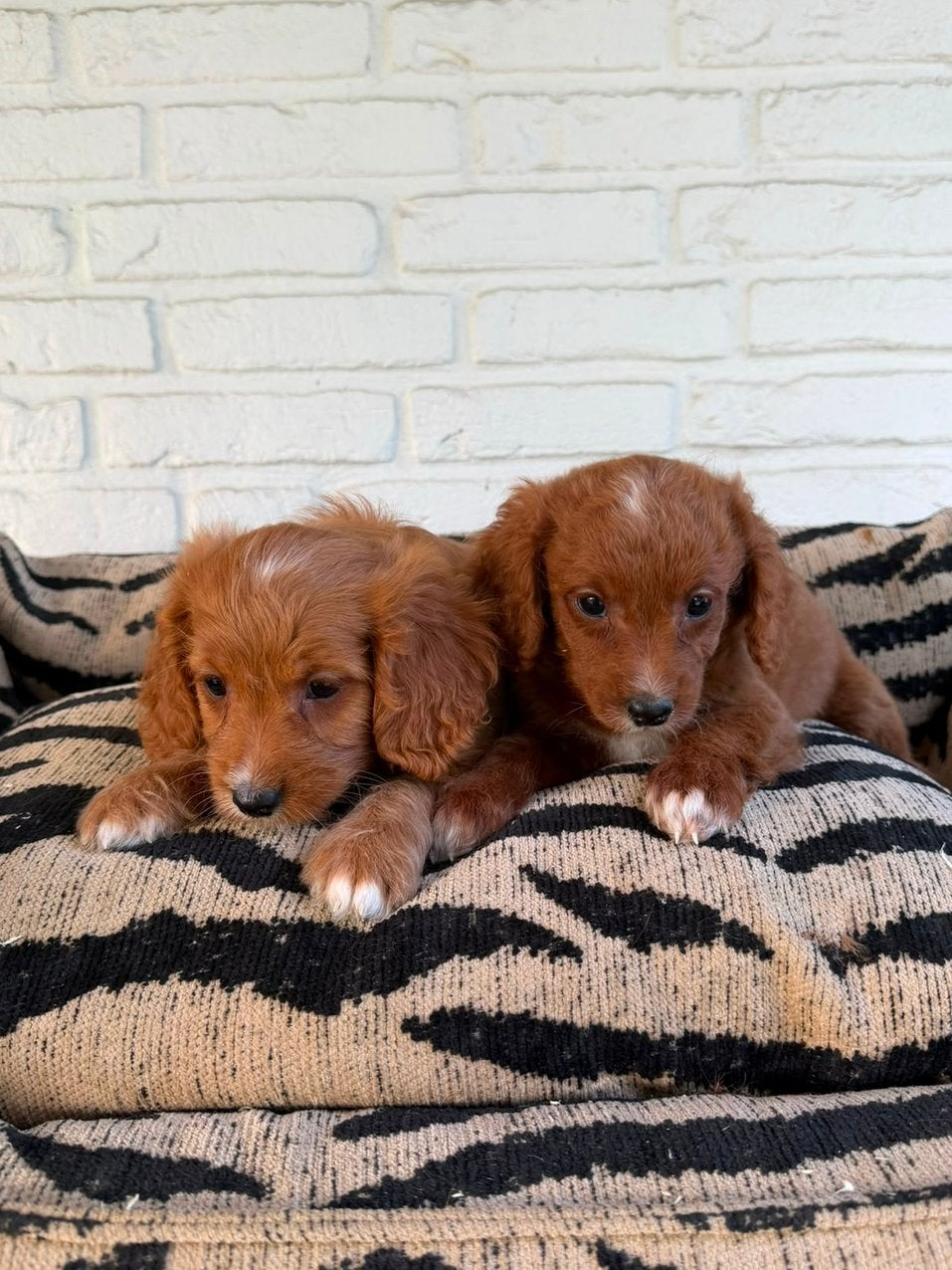 Cavapoo pups, Parvo, Nederland, Overige rassen, 8 tot 15 weken