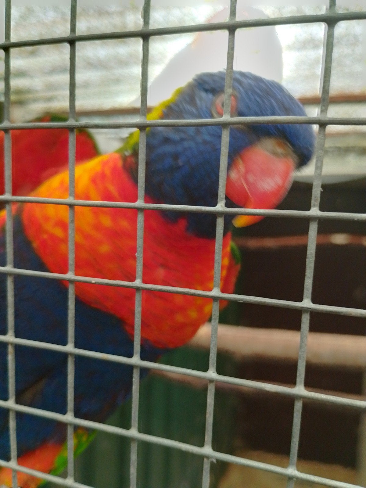 Lori blauwe bergen man, Dieren en Toebehoren, Vogels | Parkieten en Papegaaien, Geslacht onbekend, Papegaai, Geringd