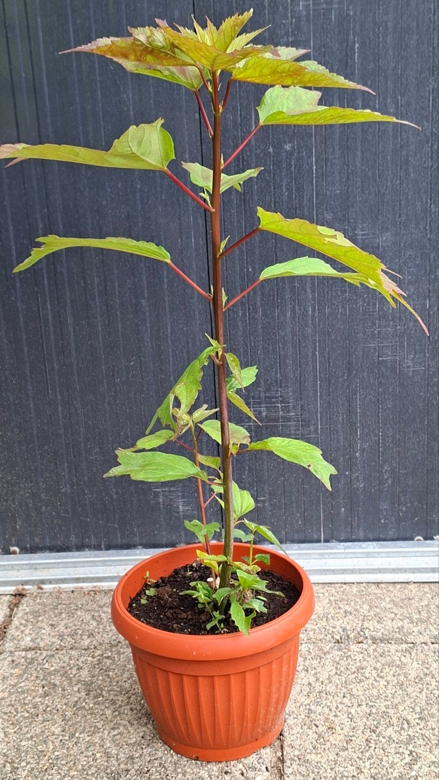 Reuzen Hibiscus. Hibiscus XXL., Ophalen, Overige soorten, Zomer