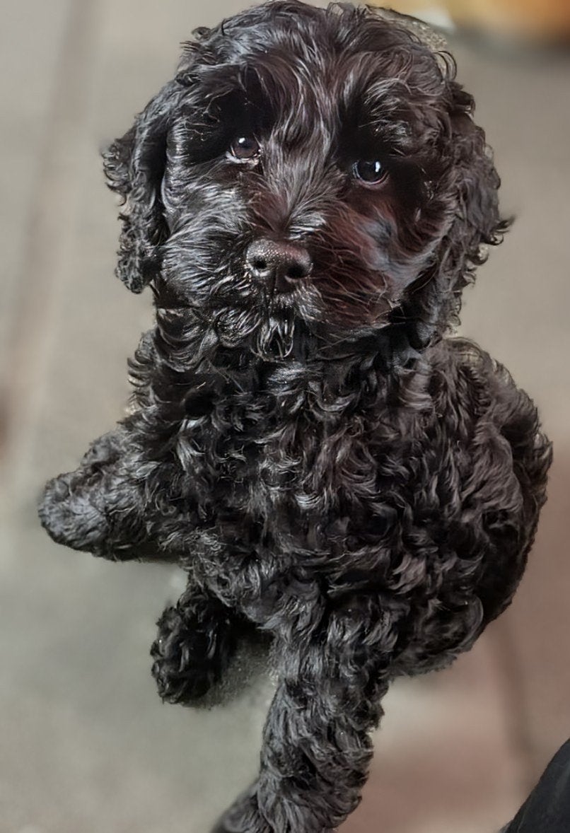 3 knappe boys labradoodlepups, Dieren en Toebehoren, Overige rassen, 8 tot 15 weken, Meerdere, Meerdere dieren