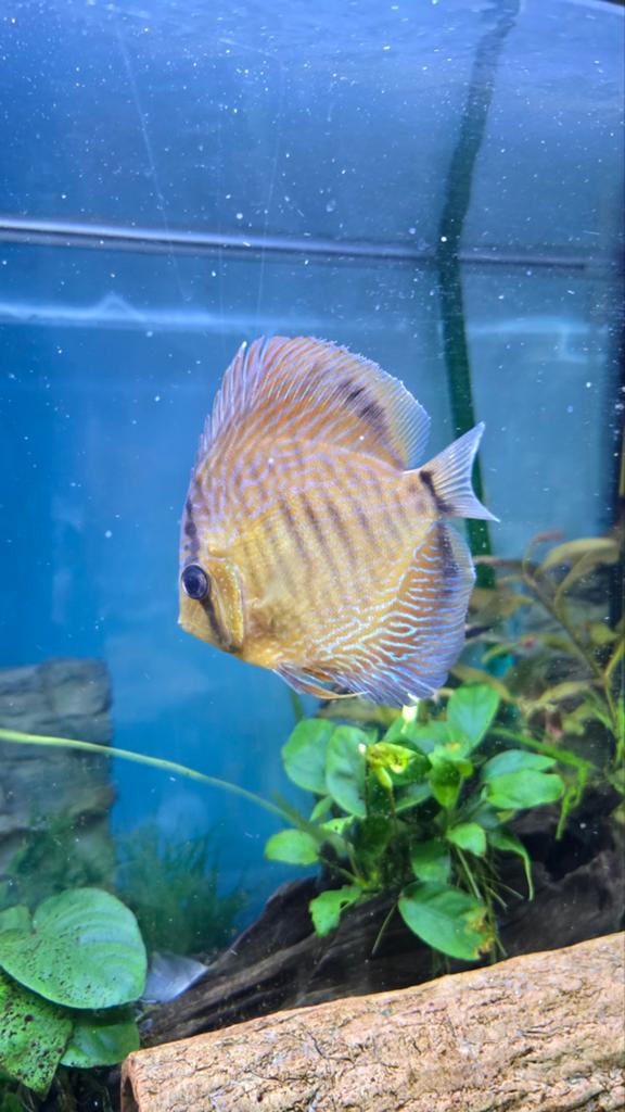 Discus alenquer, Vis