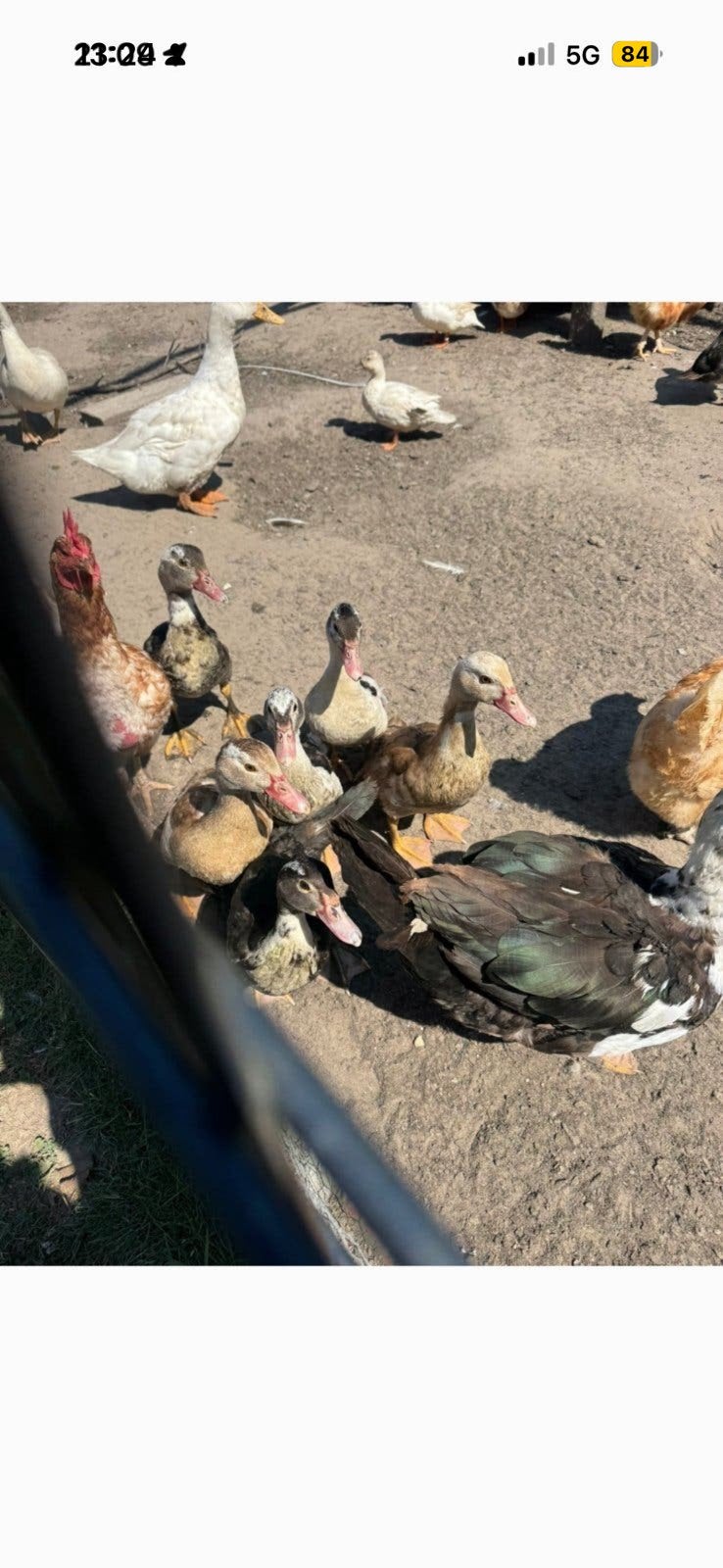 Muskus eenden, Dieren en Toebehoren, Meerdere dieren, Eend