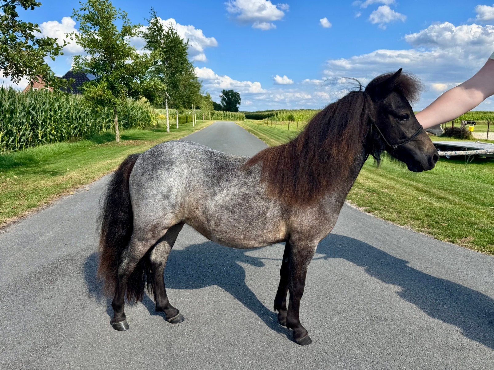 Shetlander merrie, Niet van toepassing, 0 tot 2 jaar, A pony (tot 1.17m), Recreatiepony