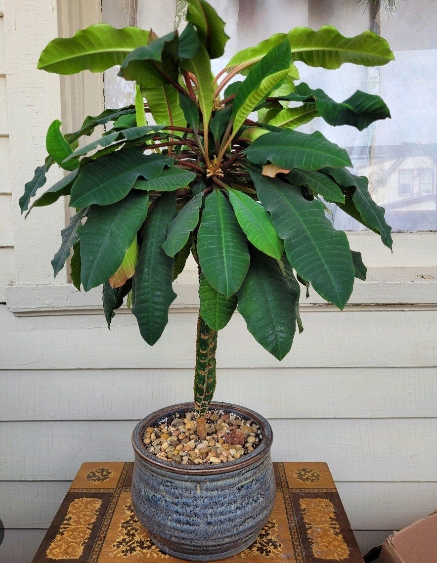 Madagaskar Jewel zaden, Tuin en Terras, Planten | Bomen, Ophalen, Volle zon, Overige soorten, Minder dan 100 cm