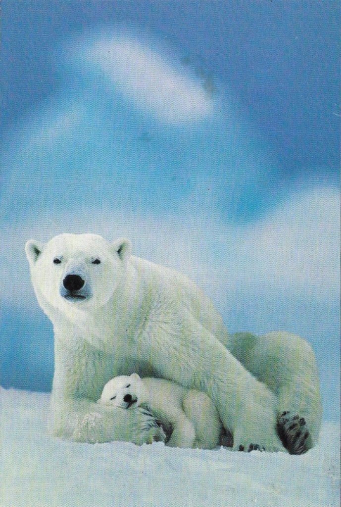 Ansichtkaart  	IJsbeer	WWF, Verzenden, 1960 tot 1980, Gelopen, Wild dier