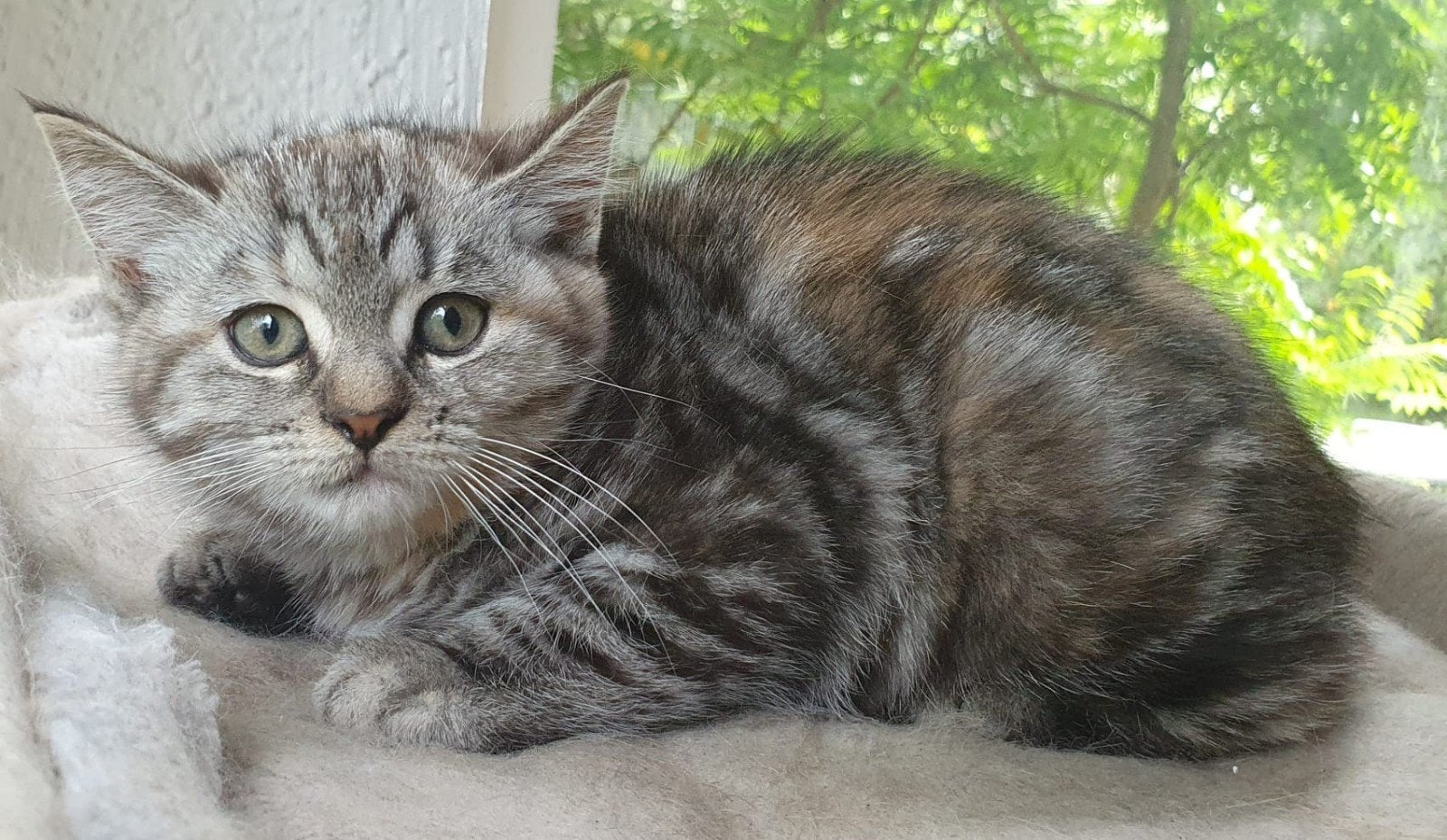 prachtige Brits korthaar poes, Poes, Gechipt, 0 tot 2 jaar